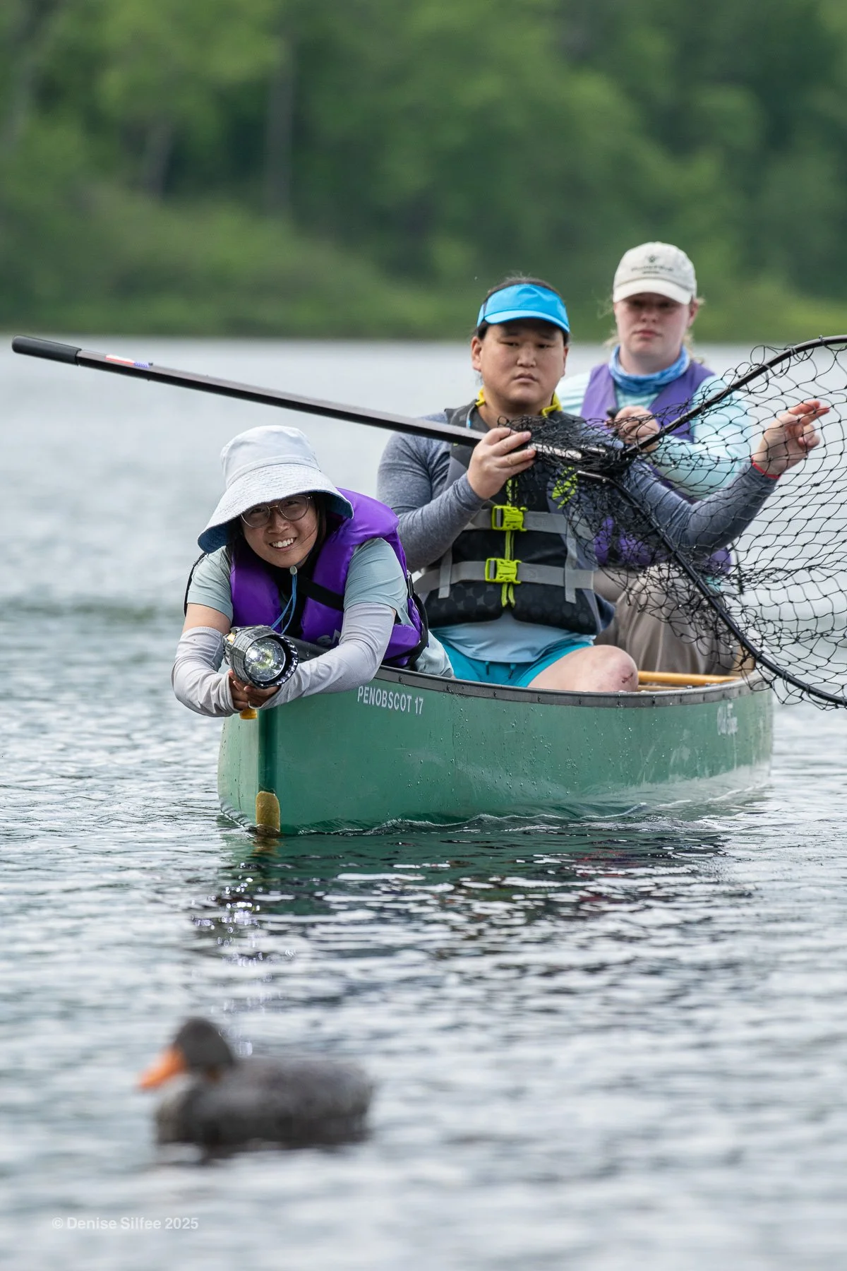 Preparing for Summer Loon Rescues — Adirondack Center for Loon